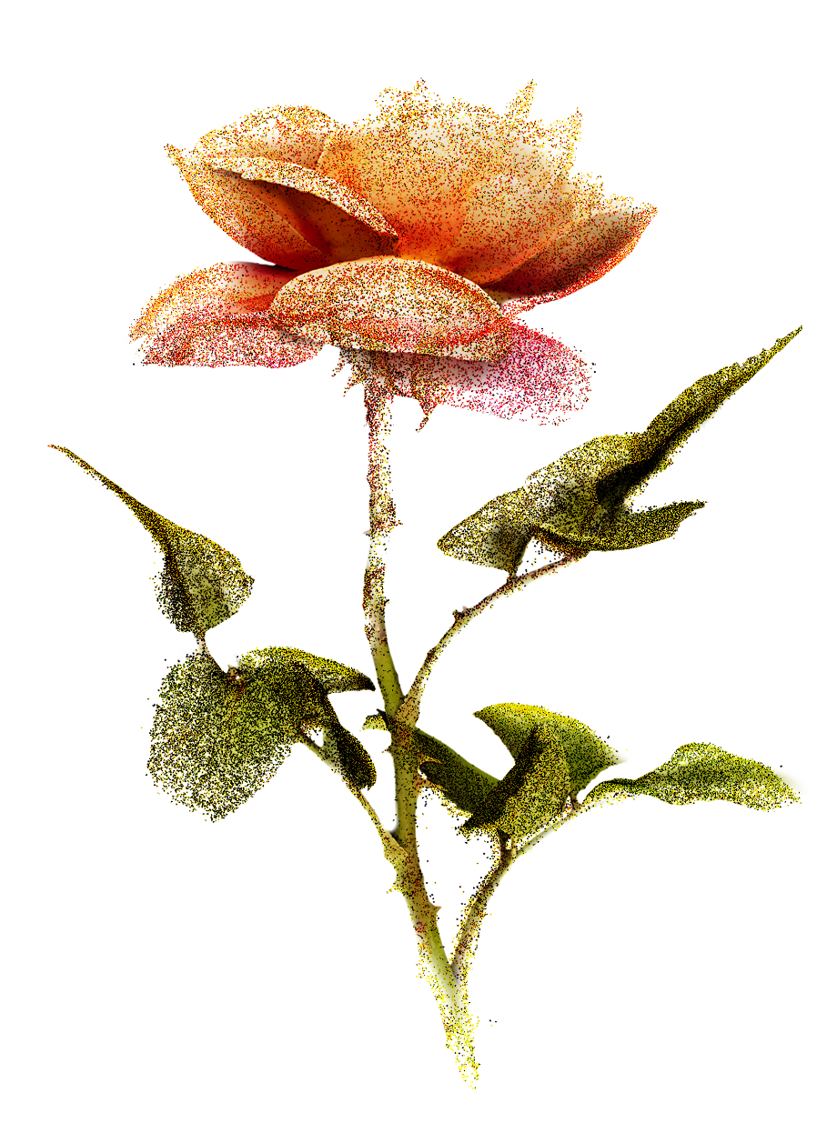 Image Image
